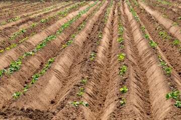 Как правильно сажать картофель под лопату: оптимальная глубина лунки