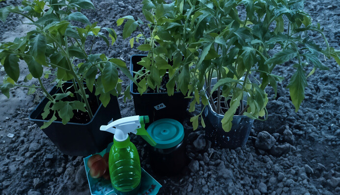Як захистити розсаду під час висадки у ґрунт: допоможе корисний розчин