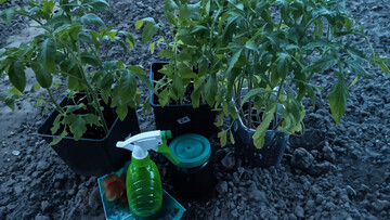 Как защитить рассаду при высадке в почву: поможет полезный раствор