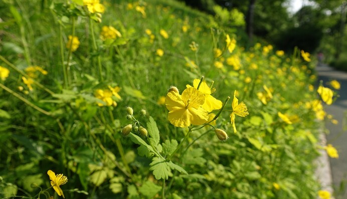 В борьбе с вредителями цветов помогает чистотел: как его использовать