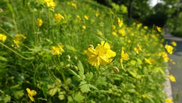 В борьбе с вредителями цветов помогает чистотел: как его использовать