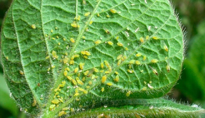 Як позбутися попелиці в саду і на городі: допоможуть натуральні засоби