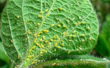 Как избавиться от тли в саду и на огороде: помогут натуральные средства