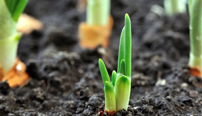 Лук даст хороший урожай: как сделать удобрение для его подкормки