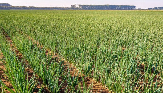 Как высаживать рассаду лука на грядку: советы опытного дачника