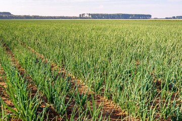 Как высаживать рассаду лука на грядку: советы опытного дачника