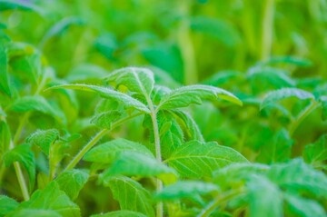 Как правильно высаживать помидоры в почву и что положить в лунку, чтобы хорошо прижились