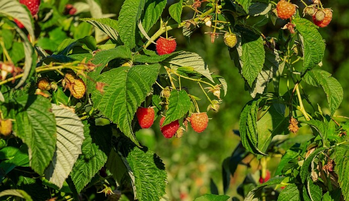 Ягоди будете збирати відрами: ефективне підживлення для малини навесні
