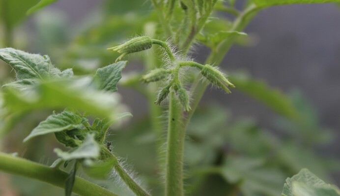 Проведите эту простую обработку помидоров, если хотите собрать большой урожай