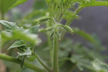 Проведите эту простую обработку помидоров, если хотите собрать большой урожай