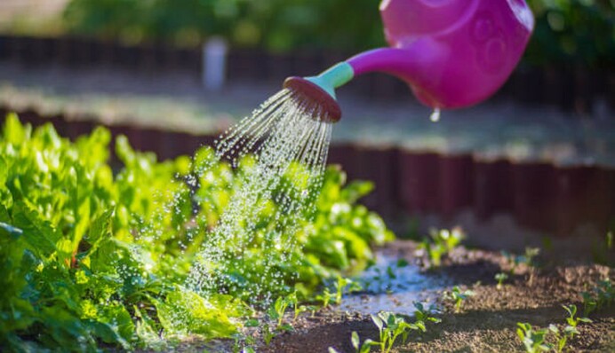 Когда и как часто нужно поливать растения в огороде: советы огородникам