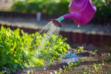 Когда и как часто нужно поливать растения в огороде: советы огородникам