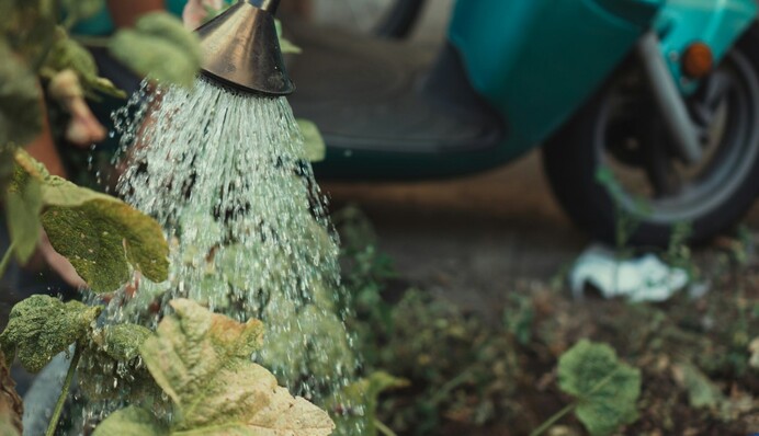 Як обробити рослини борною кислотою, щоб збільшити кількість зав'язі: корисні поради