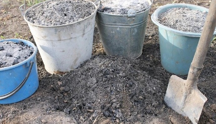 Існують чіткі правила: як правильно вносити добриво з попелу, щоб не нашкодити рослинам