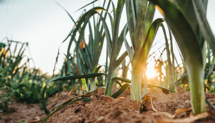 Почему лук идет в стрелки и как решить эту проблему: правила ухода за растением