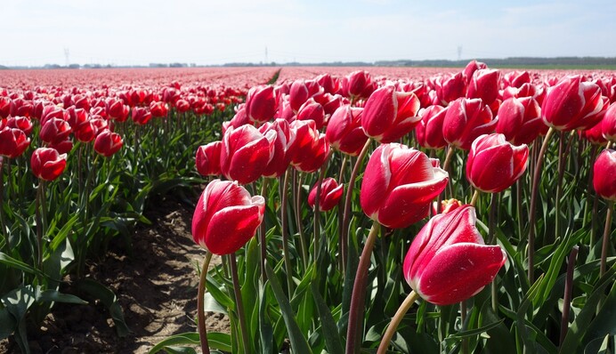 Можно держать до полного пожелтения листьев: когда лучше выкапывать тюльпаны