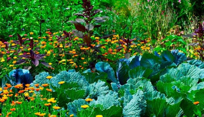 Из крапивы, луковой шелухи, меда: как сделать стимуляторы роста растений из простейших ингредиентов