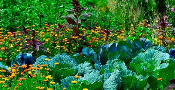 Из крапивы, луковой шелухи, меда: как сделать стимуляторы роста растений из простейших ингредиентов