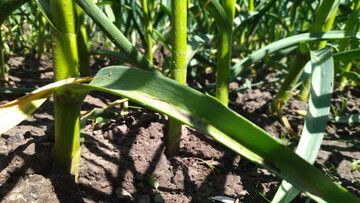 Чем подкормить чеснок, чтобы головки были крупными и здоровыми