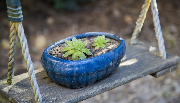 Какие комнатные цветы летом следует переместить в сад: список растений