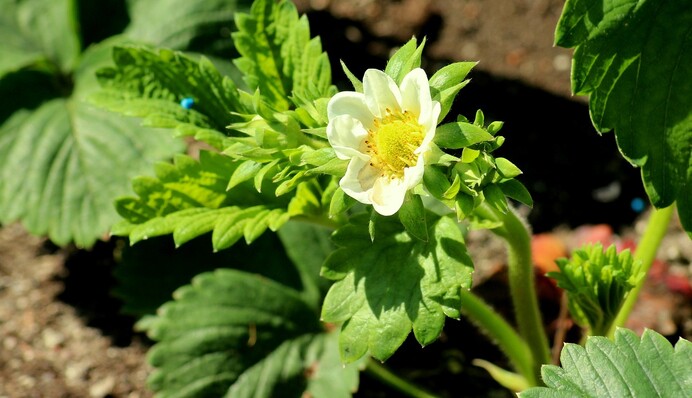 Чому на кущах полуниці після цвітіння немає ягід: причини, про які мало хто знає