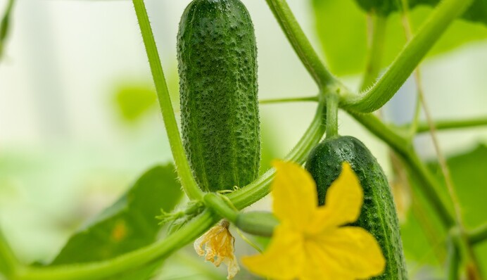 Как правильно поливать огурцы, чтобы получить здоровый и обильный урожай: рекомендации агронома