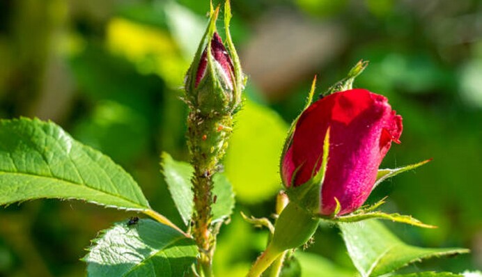 Як врятувати троянди від попелиці: допоможе перевірений натуральний засіб