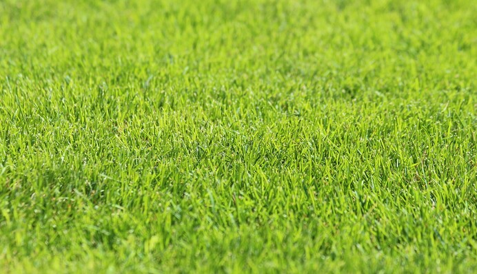 Уход за газоном летом: чем подкормить лужайку, чтобы была ярко-зеленой
