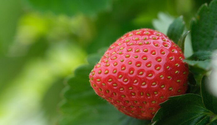 Как избавиться от долгоносика на клубнике: народный способ борьбы с вредителем