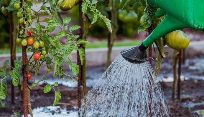 Что делать на огороде в июне: полезные советы по увеличению урожая