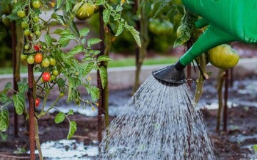 Что делать на огороде в июне: полезные советы по увеличению урожая