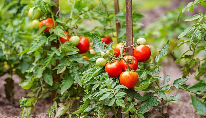 Помидоры не выносят тень и чрезмерную влажность: какие ошибки мешают хорошему урожаю