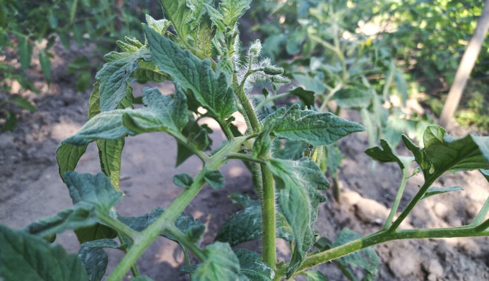 Чим підживлювати помідори, перець і баклажани у червні: найкращі добрива