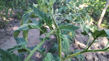 Чем подкармливать помидоры, перец и баклажаны в июне: лучшие удобрения