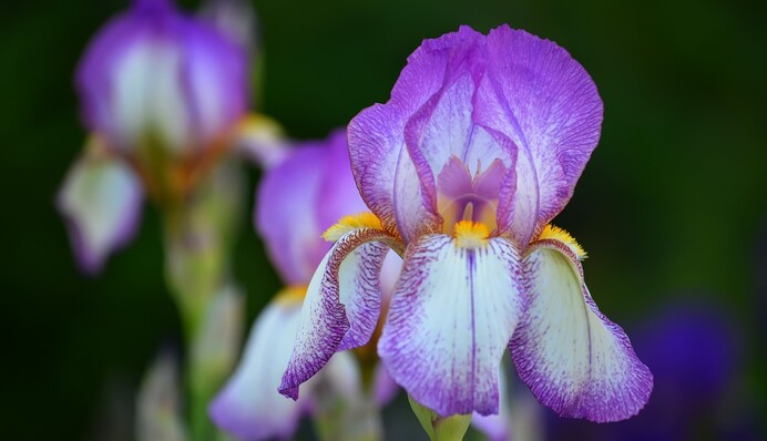 Уход за ирисами после цветения: как обрезать и чем обработать цветы