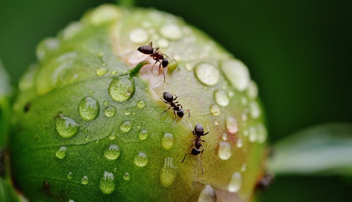 Мурахи не переносять запахи пряних трав: народні методи боротьби з комахами на городі