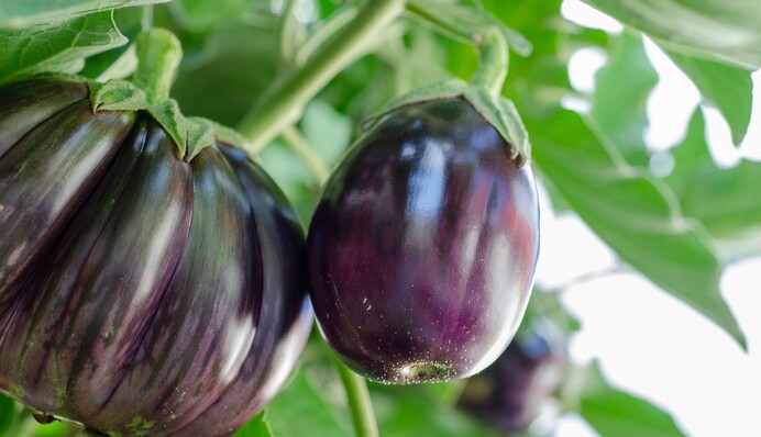 Почему баклажаны вырастают горькими: ошибка многих дачников