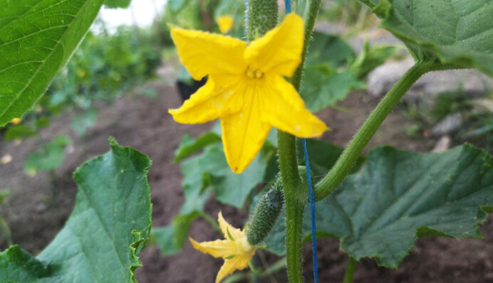 Как правильно пасынковать огурцы: этот прием помогает улучшить урожай