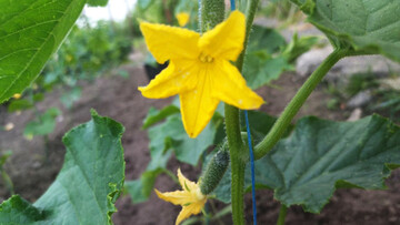 Как правильно пасынковать огурцы: этот прием помогает улучшить урожай