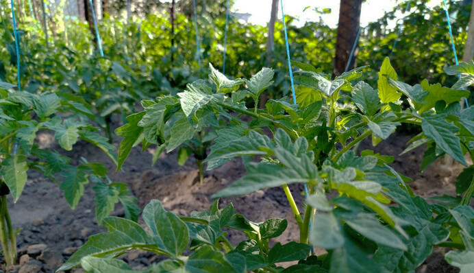 Як правильно пасинкувати і підв'язувати помідори, щоб покращити врожай