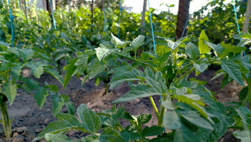 Как правильно пасынковать и подвязывать помидоры, чтобы улучшить урожай