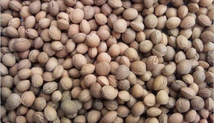 Почему опытные хозяйки не выбрасывают вишневые косточки: ответ вас удивит