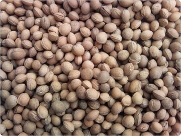 Почему опытные хозяйки не выбрасывают вишневые косточки: ответ вас удивит