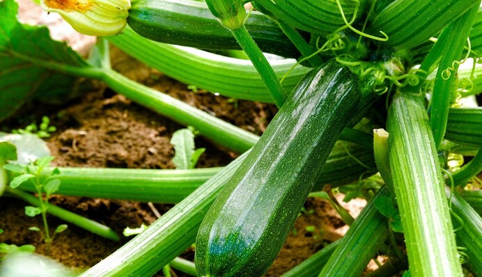 Устанете собирать урожай: огородник посоветовал эффективное удобрение для кабачков