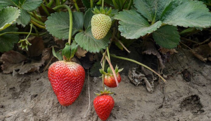 Пятна на листьях клубники свидетельствуют о заболевании растения: чем обработать кусты