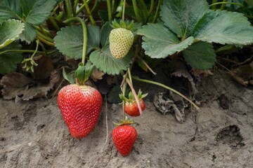 Плями на листі полуниці свідчать про захворювання рослини: чим обробити кущі