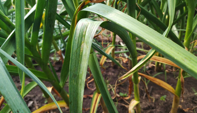 Как увеличить размер головок чеснока с помощью простой подкормки в июне