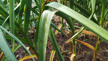 Як збільшити розмір головок часнику за допомогою простого підживлення у червні