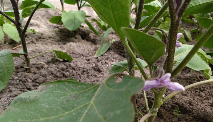 Как правильно пасынковать баклажаны и чем подкормить их во время цветения