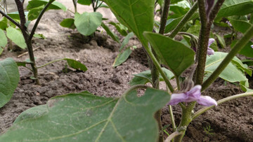 Як правильно пасинкувати баклажани і чим підживити їх під час цвітіння